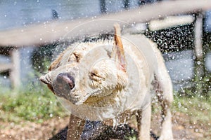 Wet dog shake his head