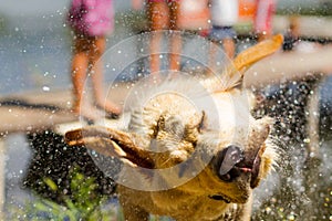 Wet dog shake his head