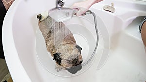 Wet dog shaking in the bathroom. Pug dog washing.