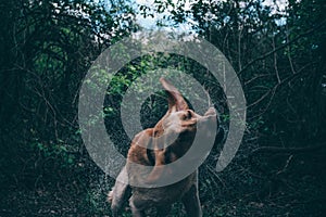 Wet dog shaking in forest