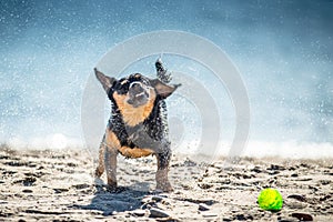 Wet dog shaking, funny expression