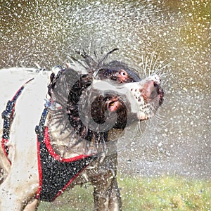 Wet dog shaking head