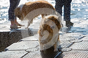 Wet dog shaking the head