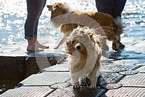 Wet dog shaking the head