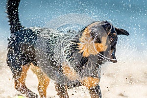 Wet dog shaking near water