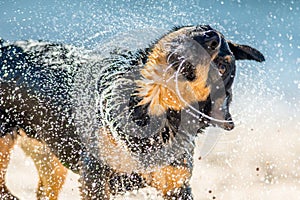 Wet dog shaking near water