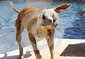 Wet dog shaking off water