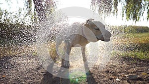 Wet dog shaking off water from his fur near lake at nature. Sun shine at background. Golden retriever or labrador after