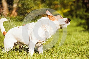 Wet dog shaking after shower at hot sunny summer day