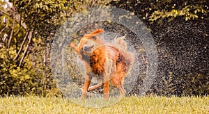 Wet dog shaking and splashing water drops all around.