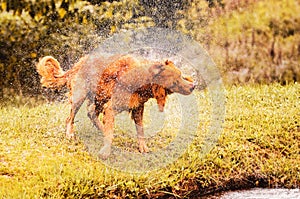 Wet dog shaking and splashing water drops all around.