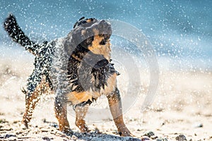 Wet dog shaking