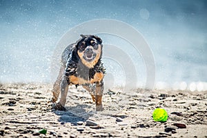 Funny dog games near water, splashing droplets