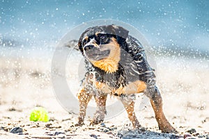 Wet dog shaking near sea