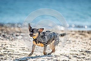 Wet dog shaking water off