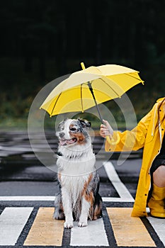 Wet Dog Sitting on the Road Under Yellow Umbrella. Australian shepherd.