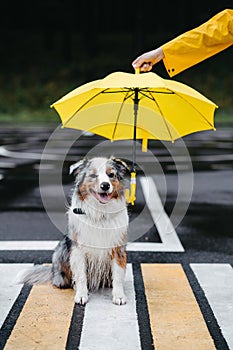 Wet Dog Sitting on the Road Under Yellow Umbrella. Australian shepherd.