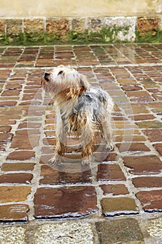 Wet dog standing on the cobbled street on cold, rainy day