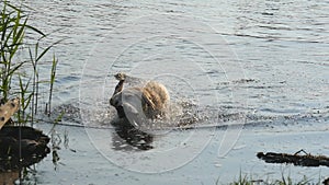 Wet dog standing at river and shaking off water from his fur at nature. Golden retriever or labrador after swims in the