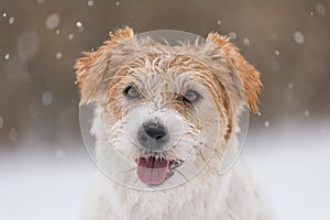 Wet dog stands in the forest in winter. Portrait of a wirehaired Jack Russell Terrier in the park for a walk. Snow is