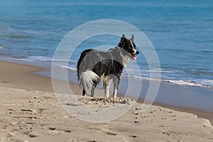 A wet dog stands on a sandy beach