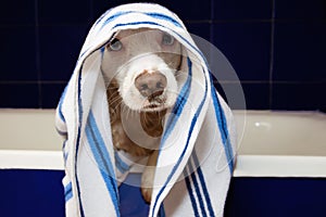 WET DOG TAKING A BATH WRAPPED WITH A STRIPPED BLUE AND WHITE TOWEL ON A BATHTUB WITH PAWS EDGE