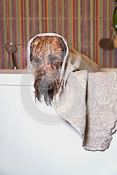 A wet dog, wrapped in a towel, is standing in the bathroom.