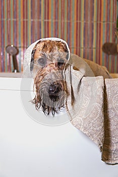 A wet dog, wrapped in a towel, is standing in the bathroom.