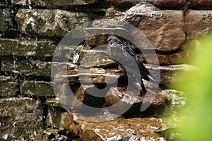 A wet dove stands on a stone by the waterfall. hot weather.