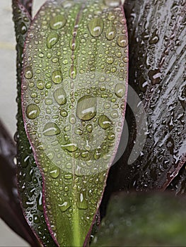 wet dracena