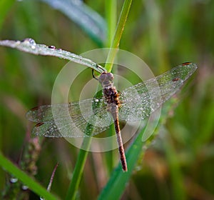 Wet dragonfly