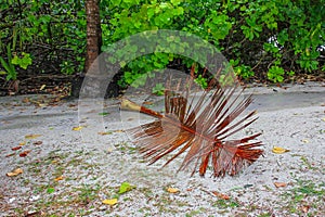 Wet dried palm leaf closeuup on footpath