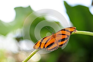 Wet Dryadula Phaetusa Butterfly