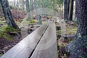 Wet duckboards in old forest