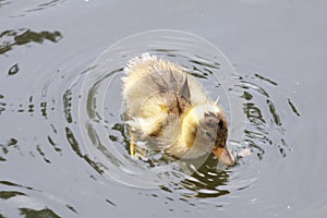 Wet duckling