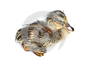 Wet duckling newly hatched