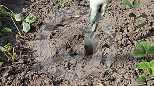 Wet earth is mixed in the hole with a scoop.