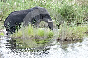 Wet elephant in african river