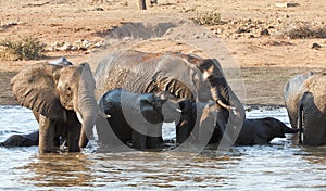 Wet elephant herd drinking at a waterhole