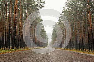 Wet empty asphalt road through forest in foggy rainy autumn day, highway in rural landscape