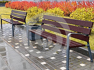 Wet empty wooden bench with rain drops in