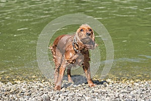 Wet English Cocker Spaniel dog shaking off water droplets