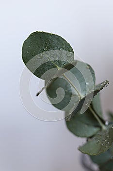 wet eucalyptus silverdollar leaves