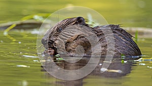 Wet eurasian beaver biting in river in springtime