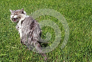 Wet evil cat in the green grass