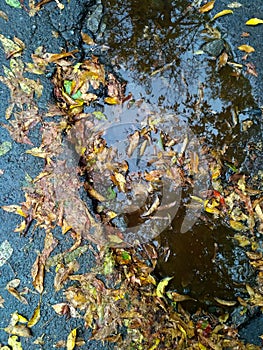 Wet fall leaves on the asphalt road in a puddle