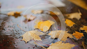 Wet fallen leaves piled up on the sidewalk after the autumn rain. Rain Drops With Street paving slabs and colorful