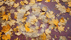 Wet fallen leaves piled up on the sidewalk after the autumn rain. Rain Drops With Street paving slabs and colorful