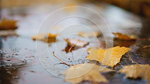 Wet fallen leaves piled up on the sidewalk after the autumn rain. Rain Drops With Street paving slabs and colorful