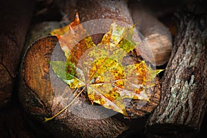 Wet fallen maple leaf. Yellow leaf. Withering leaf close-up. Selective focus